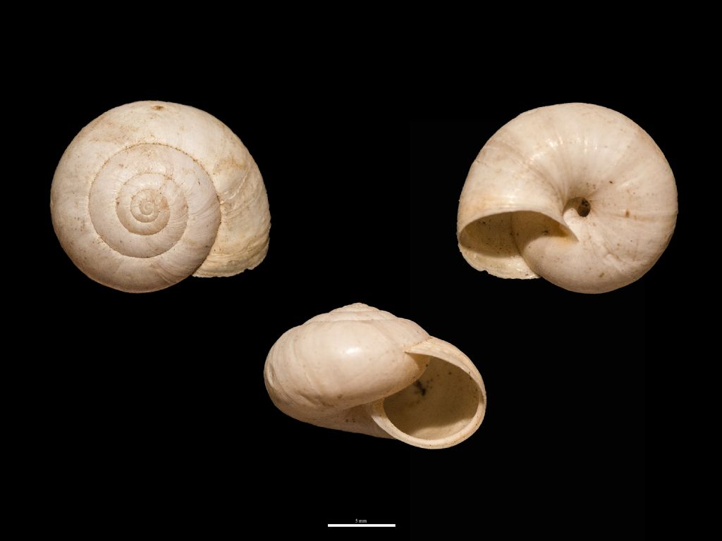 Aiuto ID Helicidae?